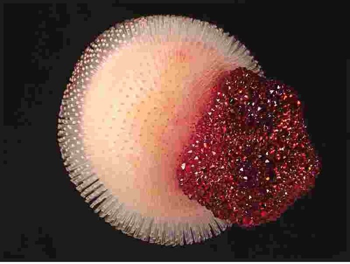 Ayako Hirogaki — "Ribbon" — A Mystical Glass Rod Sculpture Blurring the Boundary of Space (Sold)